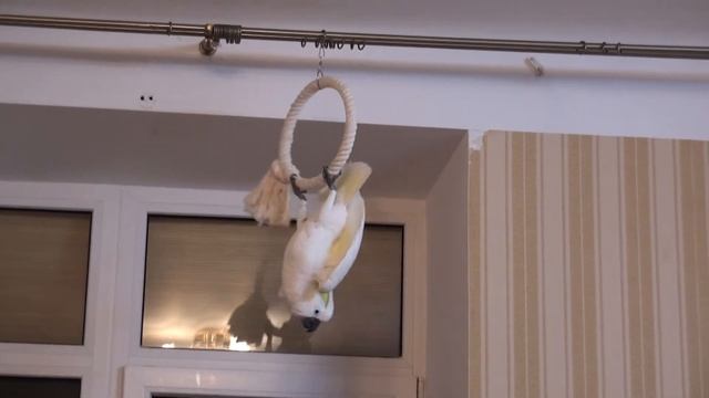 Властелин колец смотреть онлайн