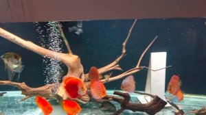 фарш для дискусов.