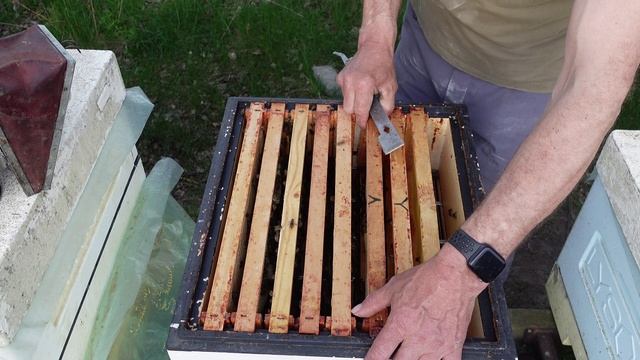 КАК МОЖНО СОБРАТЬ РАННИЙ МЕД! часть 2 результат работы. смотреть онлайн