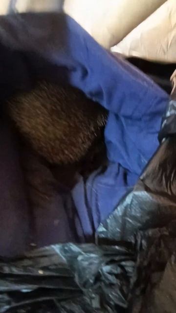 ежей нам только не хватало енотилюша помощьбездомнымживотным ямыилюша тикток анапа