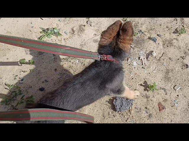 229. Первые прогулки со щенком немецкой овчарки.