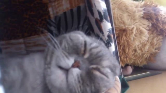 Кот-китайса