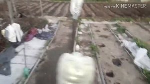 РУЧНОЙ ОКУЧНИК посадка картошки на карантине ###подпишись###