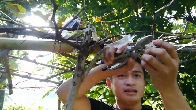 HARVESTING MY CATAWBA GRAPES AT HOME смотреть онлайн