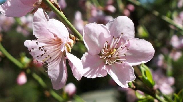 yvaoda nushi  Sopho Nozadze смотреть онлайн