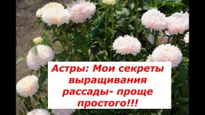 Астры: выращивание рассады и пикировка #цветы #полезные советы #рассада #пикировка #астра