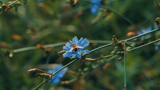 Autumn relax \ Осенний релакс смотреть онлайн