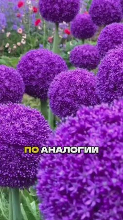 Этот Секретный Прием Сделает Ваш Цветник Идеальным за 22 Секунды 🌸🤫