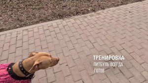 Тренировка - Питбуль всегда Готов