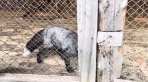 СТРАУСИНАЯ ферма, Тюмень, д. ЧИКЧА