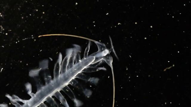 Tomopteris helgolandica смотреть онлайн