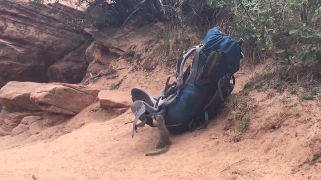 Backpack left unattendant at Zion National Park смотреть онлайн