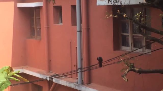 Ворона в ярости #india #goa смотреть онлайн