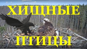 Птицы хищные Скопа орёл рыболов