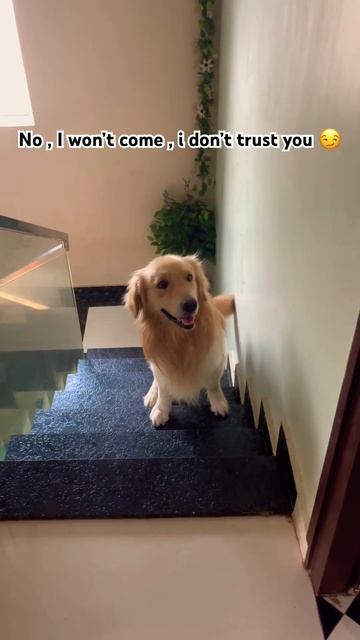 #doglover #dog #funnyvideo #funny #pets #puppy #pet #cute #goldenretriever #love #animals #trending смотреть онлайн