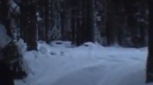 Охота на кабана с подхода.