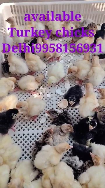 Turkey farming chicks available Delhi #sonali #bater #birds #chicken #poultryfarming kadaknath смотреть онлайн