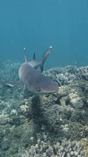 Close encounter with white tip shark 2 ! shorts
