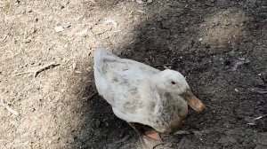 ПРОГУЛКА вдоль реки ЛЕПЕНИЦА в ЭКОПАРК ИЛЬИНА ВОДА, Крагуевац, СЕРБИЯ, апрель 2024 г.