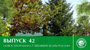 Новостной канал "Звенящие Кедры России" | Выпуск 42 от 02.11.2020