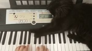 Грустный кот сидит у окна. Грустная песня про кота !Очень грустный кот.