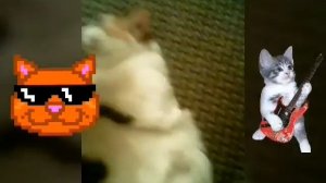 Дискотека кошечек!!!)))