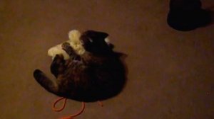 Cat beats up baby seal / Кошка избивает детеныша тюленя