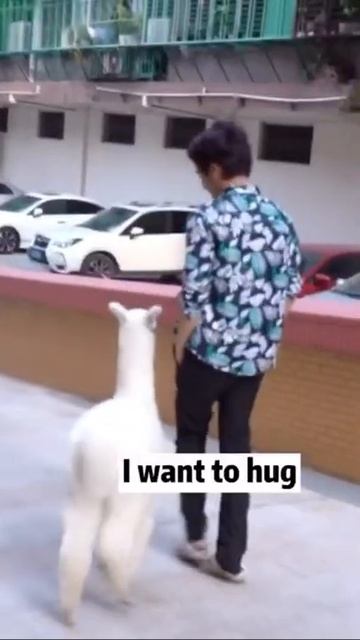Cute Llama Alpaca can Attack Human | Hilairous | Funniest Animals Videos | #Shorts #134 смотреть онлайн