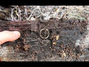 Наконец то опробовал в деле новый металлоискатель.