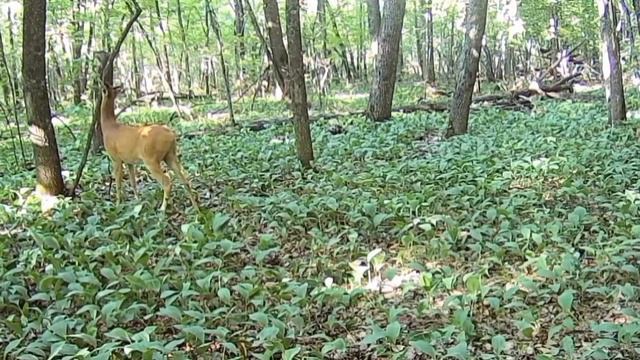 Дикая природа.Дикие животные в лесу. Рсслабляющая музыка. смотреть онлайн