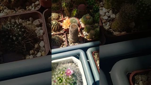 Цветение кактусов в начале мая.