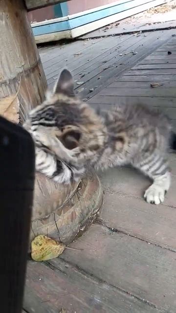 Уссурийский тигр напал на человека смотреть онлайн