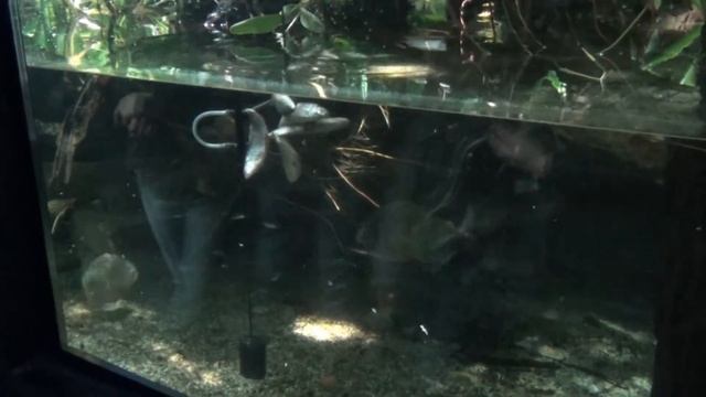 Зоопарк Вена Пираньи 2013 HD Zoo in Vienna Piranja смотреть онлайн