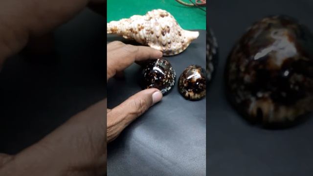 SEASHELL #CYPRAEA MAURITIANA смотреть онлайн