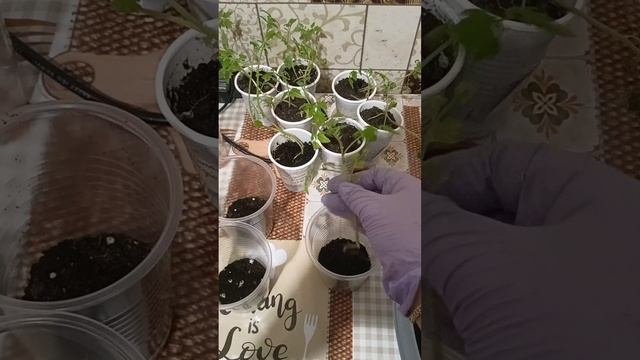 пересаживаю 🍅