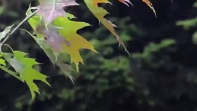 This Cute Bug Will Cure Your Fear of Insects смотреть онлайн