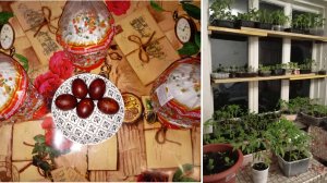 17-18.04.25 г. Моя рассада.  Не теряйте меня...могу пропасть