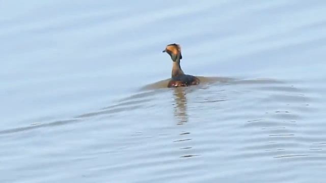 Horned grebe (Podiceps auritus) in breeding plumage смотреть онлайн
