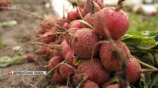 В южном Дагестане начали массовый сбор редиса смотреть онлайн