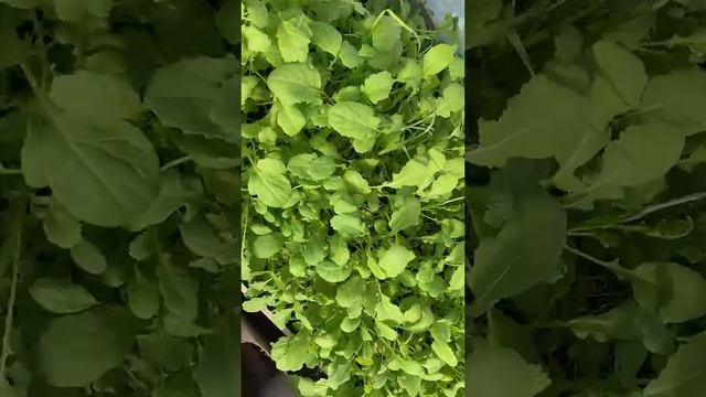 Зелёная органика для моих томатов в теплице.