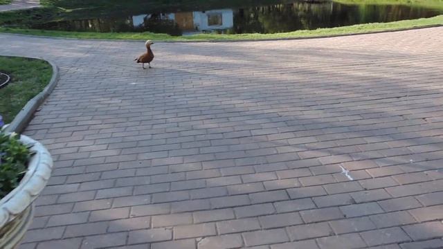 Москва Екатерининский парк - 7 мая 2014 смотреть онлайн