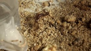 Odontomachus rixosus против таракана