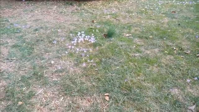 Южная осень. Лазаревское(Сочи) смотреть онлайн