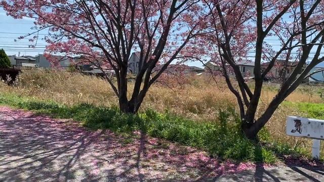 sakura season | сезон цветения сакуры в японии смотреть онлайн