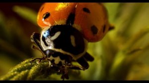 LAOWA  25MM F2.8 2.5-5X ULTRA MACRO on BLACK MAGIC POCKET CINEMA 4K.  Test footage.