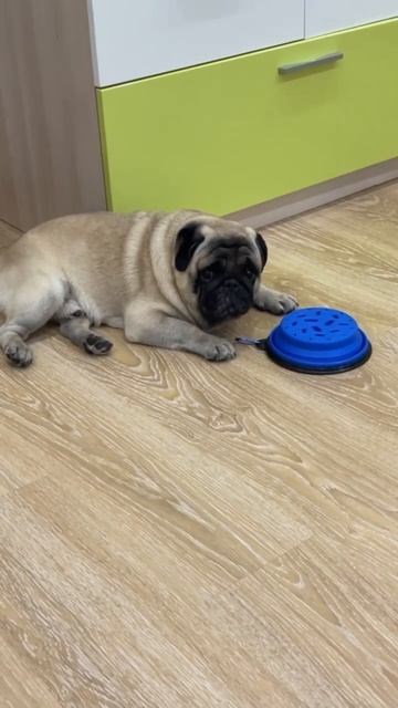 Не кормлю мопса каждый день #дети #животные #мопсики #мопсы #собака #любовь #shorts #еда смотреть онлайн