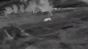 15. Регулирование численности шакала в Ростовской области продолжается