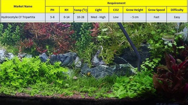 [LENGKAP] 10 Jenis dan Spesifikasi Tanaman di tank 60 cm ini, diulas... смотреть онлайн