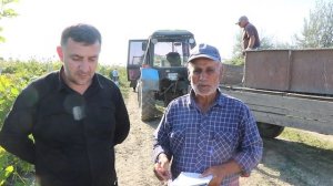 Сбор винограда в Магарамкентском районе. 2023 г.