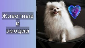 Животные и эмоции - топ 10